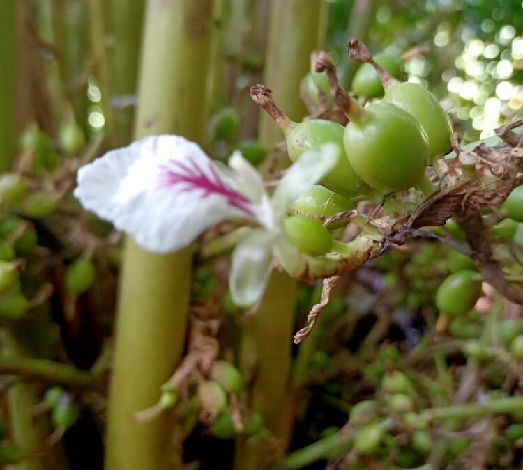 About Kerala Cardamom Cultivation